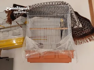  2 طائر كوكتيل أليف البيع لعدم التفرغ