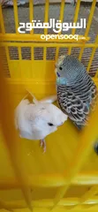  3 طيور حب [بادجي] 2 متوالفات و نشاط و نظافه تبارك الله .........