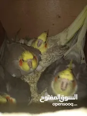  2 جنين رمانة