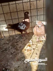  11 حمام كش وزق