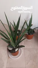  6 indoor plant