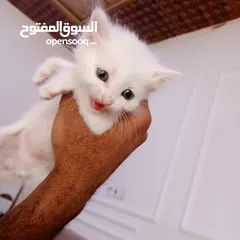  4 قطط اثني للبيع عمر شهر و 10 يام
