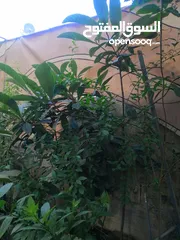  3 نباتات زينة