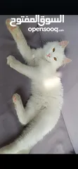  4 Turkish Angora, female, 4 months old, ready to join her new family.