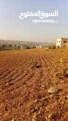 2 مزرعة للبيع في بلعما الزنية 5 دونم قوشان مستقل