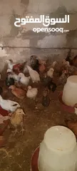  5 متوفر صيصان بلدي العمر 40يوم ماخذ جميع المطاعيم