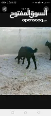  5 سخلتين شاميات