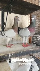  5 جواز حمام للبيع