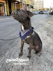  13 كلب ملينو عمر 5شهور للبدل عل كلب  بوبي