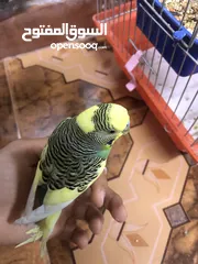  5 فحل حب شبه الف سعر مغري جدااا