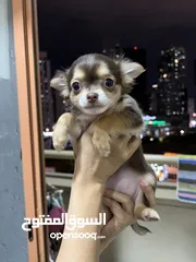  1 Chihuahua puppies