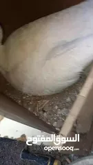  4 ذكر وانثيتين حبش للبيع