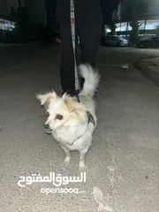  1 كلاب لولو فوكس