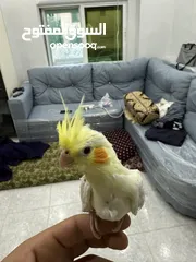  2 طيور كوكتيل للبيع
