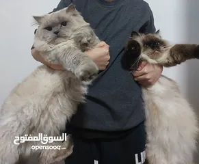  2 قطتين هملايا للتبني مجاناً شرط تقوى الله بهذه المخلوقات