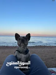  1 Trained Merle French Bulldog for Sale  كلب فرينش بولدوغ مميز اصيل مدرب و– Looking for a Loving Home