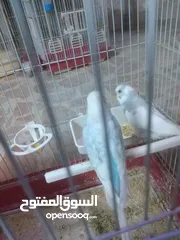  7 3 جواز حب مع فراخ شغالااات مقفصات 3 معالف