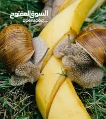  8 سلحفاه و بطه  و قطه شنشيلا و قط شيرازي  كتن بيبي ابيض و حلزون كركعه و بطبوطين  سلحفاة مائيه