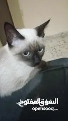  1 قط سيامي ذكي جداا عمره شهور