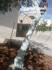  22 كافة الخدمات والأعمال الزراعية بأحدث الطرق العلمية
