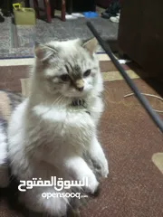  5 قط ذكر العمر 10 شهور هملايا شوكلت