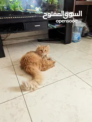  1 Persian cat