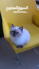  1 قطة للبيع هملايا