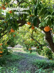  1 بياره و مزرعه للبيع