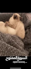  3 siamese male kitten looking for a new home