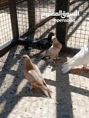  2 فراخ حمام البيع