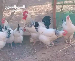  8 بيض مخصب وصيصان دجاج سلالات