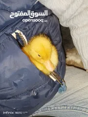  13 بطبوط بطه صوص مطعم    ا