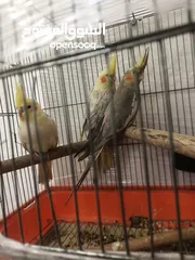  8 مطير عصافير حجم كبير