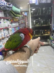  16 ببغاء اللوري رومانسي ولعوب راقص متكلم