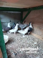  2 حمام للبيع زينه