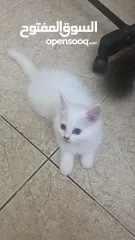  1 قطط في العين