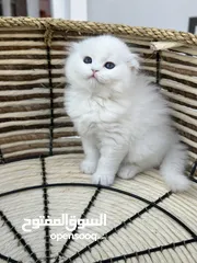  4 سكوتش فولد اكثر من لون ( شاهد الوصف )  (الي مهتم يرن )