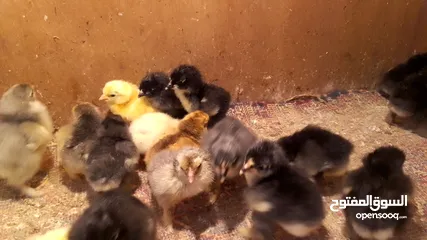  1 صوص براهما للبيع ....