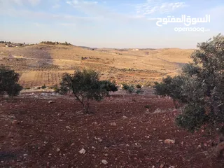  11 مزرعة لقطة مميزة مشجرة جرش دحل مساحة 3دونمات ونصف