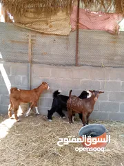  3 للبيع سخلان