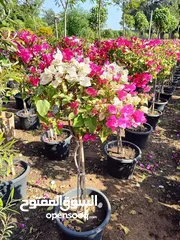  2 اشجار زينه ومثمره