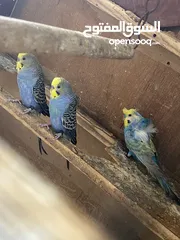  3 طيور حب للبيع مع الاقفاص