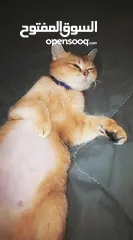  2 قطة نوع نادر