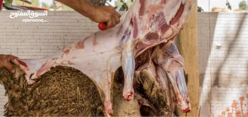  1 لحام داخل المفرق اذا في عندك اكثر من الضحيتين نجيك وين ما بدك رقم الهاتف