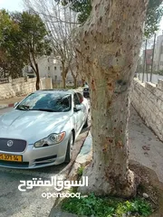  1 جاكوار 2009