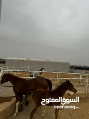  13 مزرعة خيل فخمة