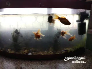  4 السلام عليكم متوفر للبيع او للبدل على طيور حوض سمك   ...................ّ...........................