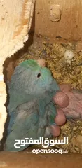  2 Parrotlet parents with. 4 chiks.. with cage mini love bird's pair with 4. chiks