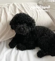  1 اثنى توي بودل للبيع