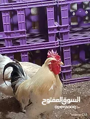  16 ديك كبير جدا بالصوره عمر سنتين للبيع يوجد ديك  بعمر الثمانيه اشهر العدد 2 في سعر 8